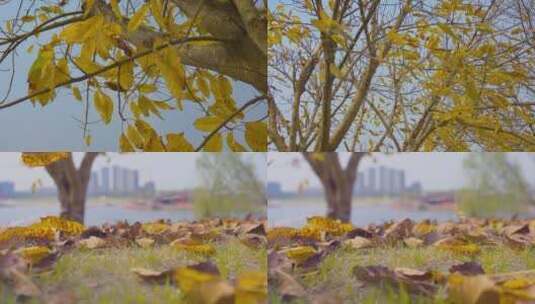 枯黄树叶飘落高清在线视频素材下载