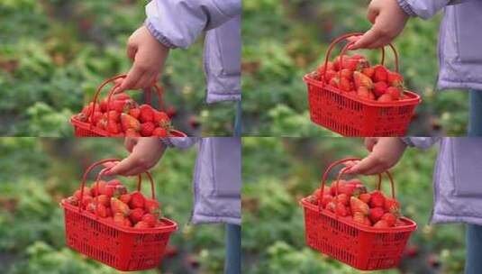 草莓采摘高清在线视频素材下载