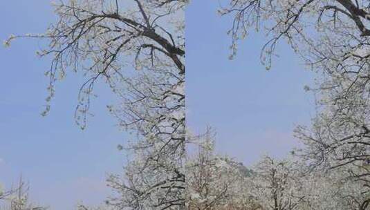 春暖花开梨花盛开景观高清在线视频素材下载