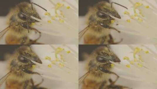 蜜蜂采蜜画面特写高清在线视频素材下载