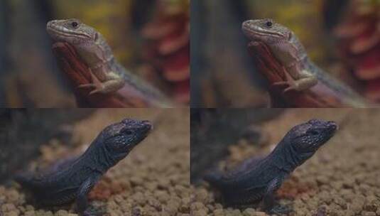 三只小蜥蜴高清在线视频素材下载