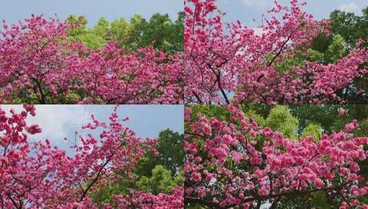 春天里最粉的樱花高清在线视频素材下载