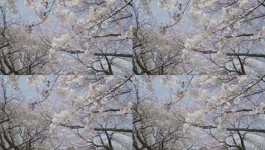 樱花树林高清在线视频素材下载