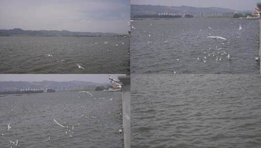 昆明海埂大坝喂海鸥高清在线视频素材下载
