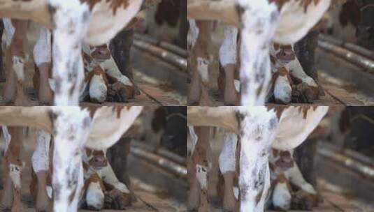肉牛 肉牛养殖 (1)高清在线视频素材下载