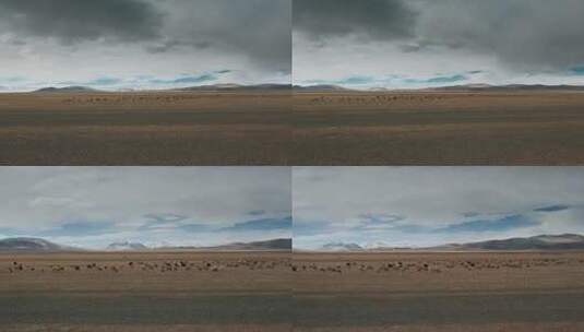 西藏旅游风光219国道高原雪山羊群高清在线视频素材下载