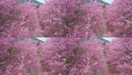 大片樱花园树林木美丽乡村振兴粉红色大道飘高清在线视频素材下载
