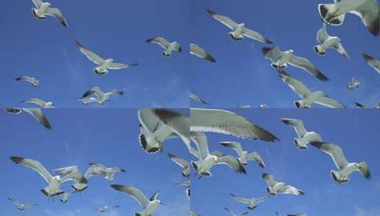 山东威海海驴岛上空飞翔的海鸥高清在线视频素材下载