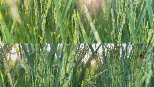 阳光照射稻田开花的水稻高清在线视频素材下载