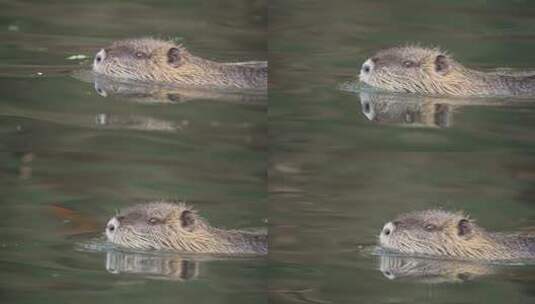 可爱的年轻Myocastor Coypus，橙色牙齿在自然湖中游泳，特写跟踪镜头高清在线视频素材下载
