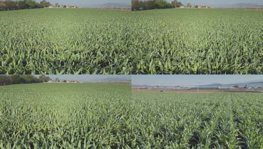 乡村振兴农村玉米种植区高清在线视频素材下载