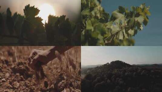 葡萄采摘种植葡萄酒制作过程高清在线视频素材下载
