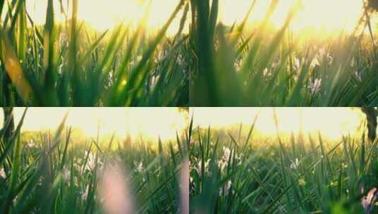 小草与日落阳光！高清在线视频素材下载