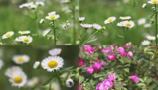 花花朵大自然景观特写公园开放高清在线视频素材下载