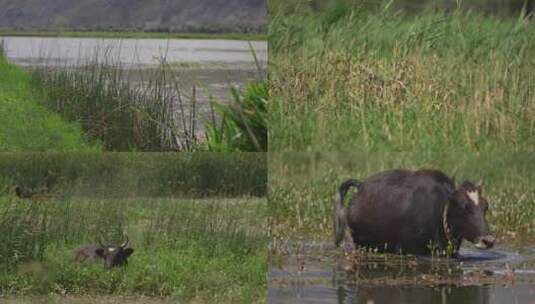 C拉鲁湿地水牛4k实拍高清在线视频素材下载