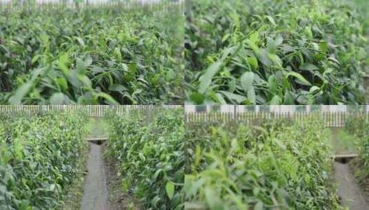 香草兰种植高清在线视频素材下载