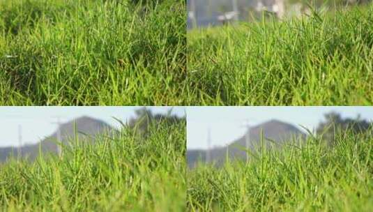 阳光照射在草坪上高清在线视频素材下载