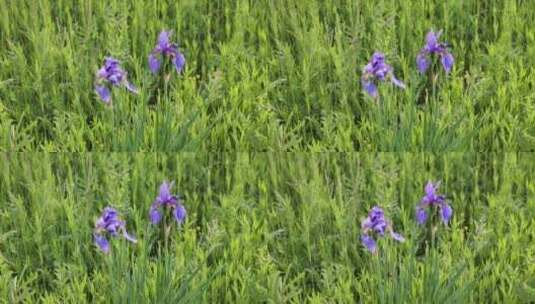 野生药用植物紫花鸢尾高清在线视频素材下载