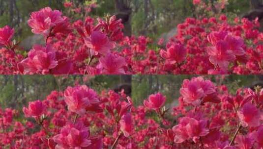 风吹杜鹃花映山红近景高清在线视频素材下载