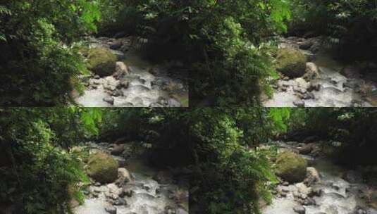丛林中的溪流高清在线视频素材下载