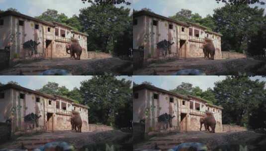 动物园跳舞的大象4K视频素材高清在线视频素材下载