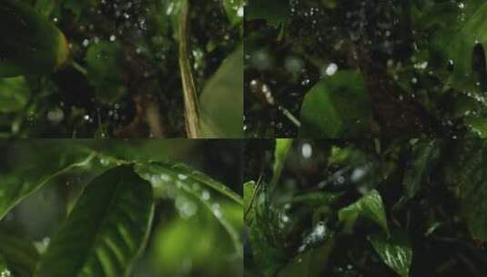 雨水浇打植物高清在线视频素材下载