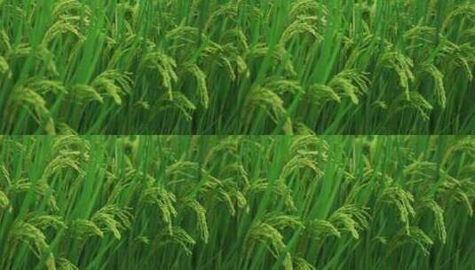 农村稻田水稻稻穗特写镜头绿色治愈高清在线视频素材下载