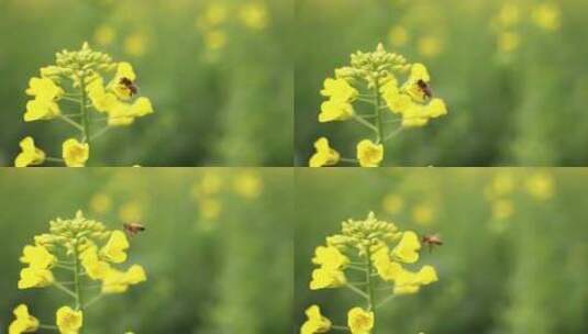 春天油菜花田采蜜蜜蜂飞舞特写慢镜头高清在线视频素材下载