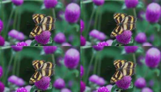 花丛蝴蝶高清在线视频素材下载