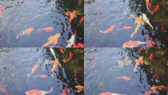 锦鲤在清澈的池塘游泳8k实拍高清在线视频素材下载