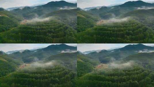 云南普洱山区橡胶林高清在线视频素材下载