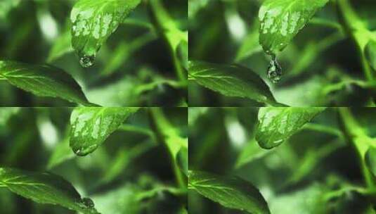 树叶 水滴 叶 水 大自然 雨水高清在线视频素材下载