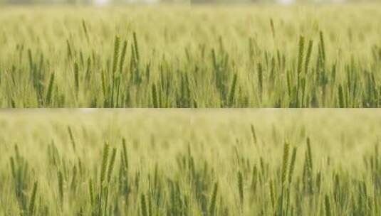 乡村田野小麦穗麦芒粮食庄稼高清在线视频素材下载