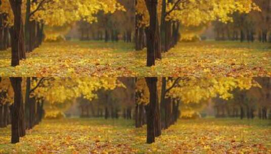4k秋天金黄色的落叶高清在线视频素材下载