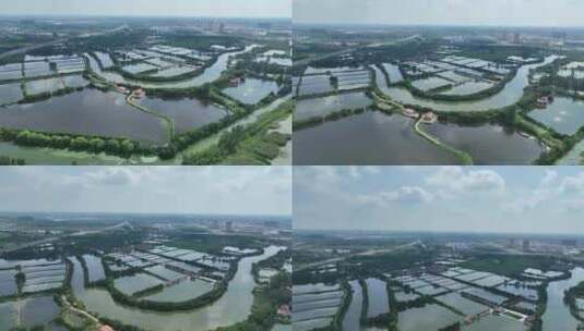 高空航拍绿色湖泊农田湿地公园田园风光孝感高清在线视频素材下载