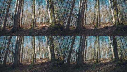 阳光照射下的森林树木高清在线视频素材下载