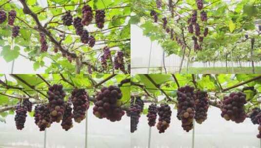 精品葡萄种植高清在线视频素材下载