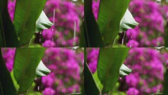 倾盆大雨落在野花上高清在线视频素材下载