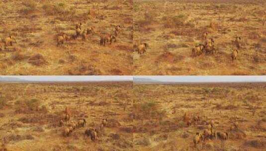 航拍大草原上的一群非洲象高清在线视频素材下载