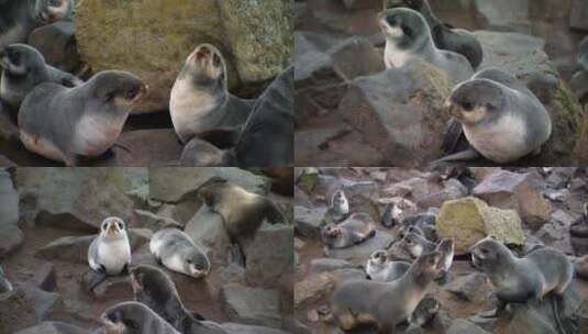 海滩岩石上休息的海豹高清在线视频素材下载