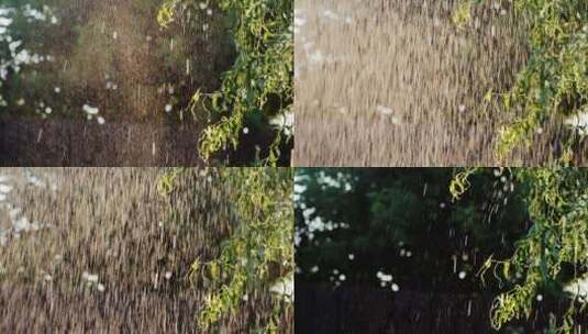 夏雨落在柳树上高清在线视频素材下载
