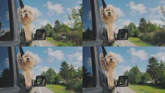狗在汽车车窗上向外看高清在线视频素材下载