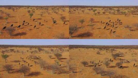在非洲纳米比亚平原上奔跑的黑色角马高清在线视频素材下载