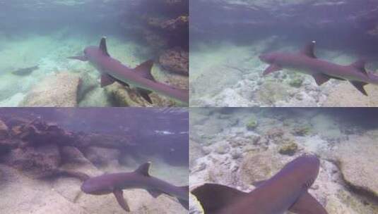 白头礁鲨在水下游泳高清在线视频素材下载