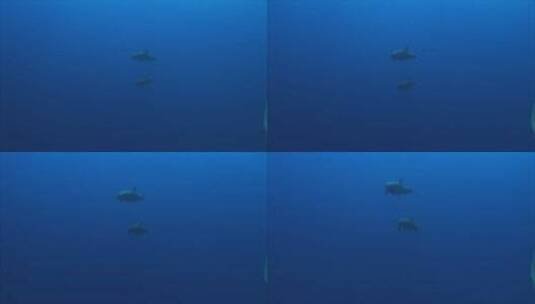 水下海豚在游动高清在线视频素材下载