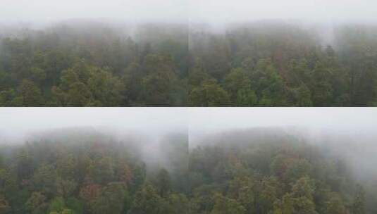 雨季的雾中森林高清在线视频素材下载