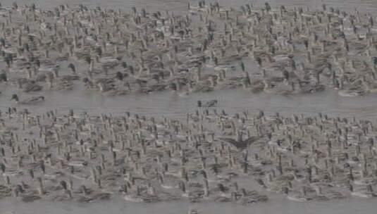 鸭子野鸭绿脖鸭养殖LOG高清在线视频素材下载