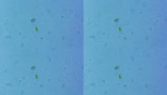 微生物硅藻细菌单细胞原生生物 4高清在线视频素材下载
