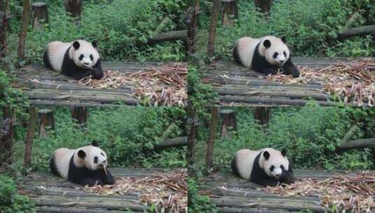 大熊猫吃竹笋高清在线视频素材下载