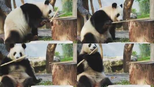 一只可爱的大熊猫高清在线视频素材下载